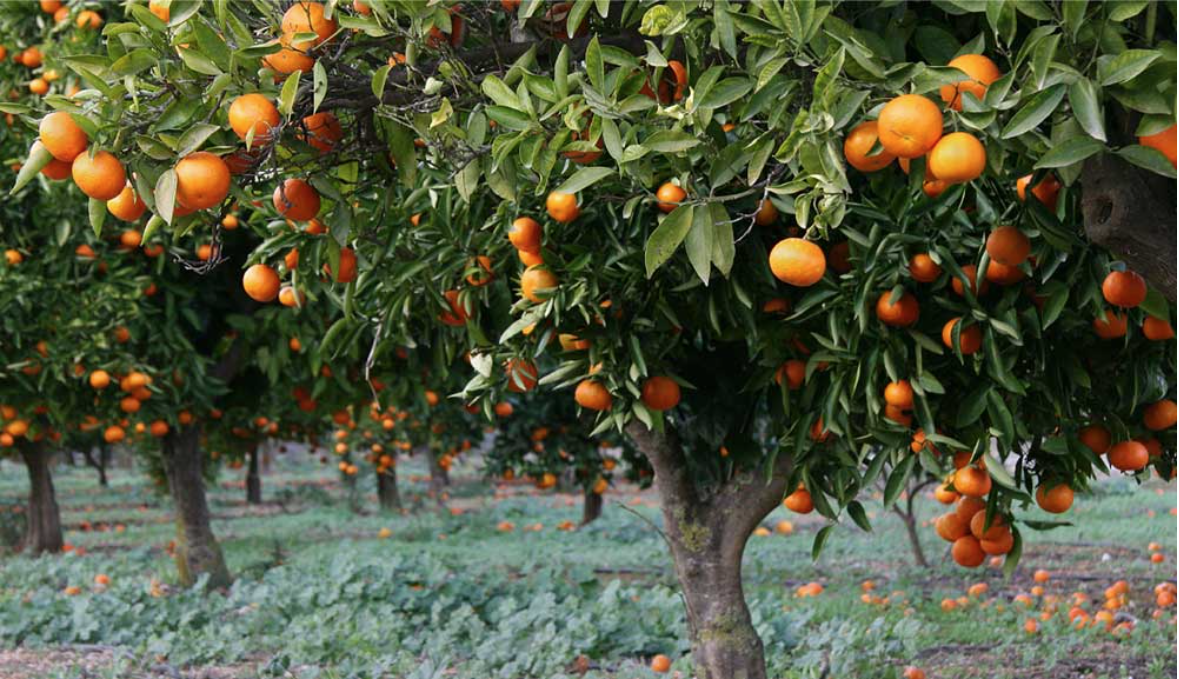 Trees in an orchard with low-hanging oranges and oranges laying on the ground.